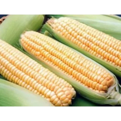Т 9735 З | T 9735 Z — кукуруза в початках