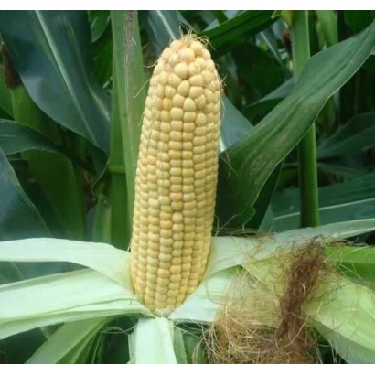 Свежий початок кукурузы Талан на фоне листьев