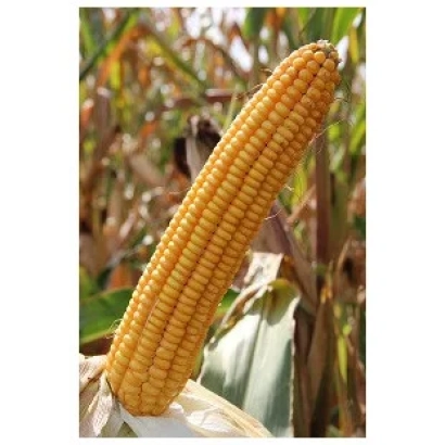 Золотистый початок кукурузы на фоне листьев - Талентро