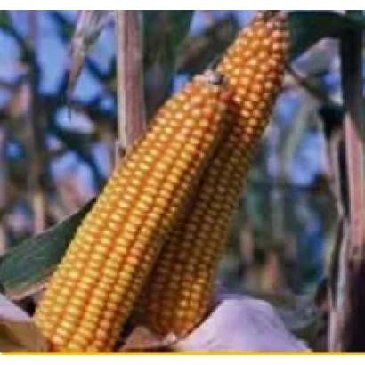 Свежая кукуруза на стебле - Текни