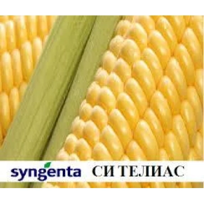 Колос кукурузы Syngenta Сителиас - ТЕЛАРИ