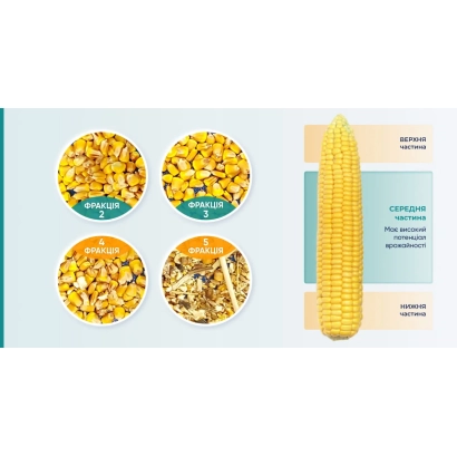 Коллаж с фото кукурузы Темп и её зерном