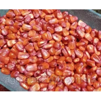 Коричневые зерна кукурузы на темном фоне - Теофанив 295 СВ