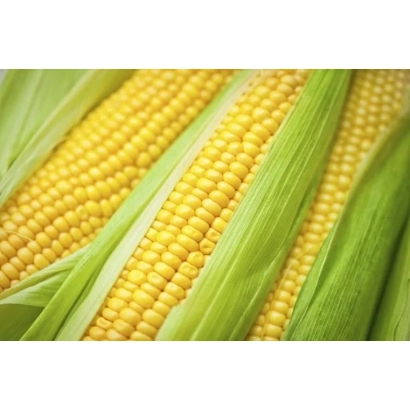 Свежая кукуруза в шелухе - ТЕРАОН
