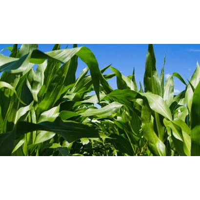 Зеленые листья кукурузы на фоне голубого неба - Тесей