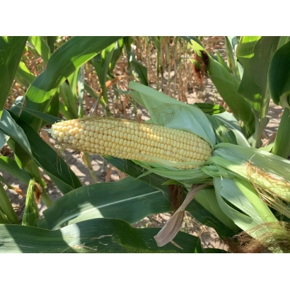 Свіжа кукурудза на стеблі в полі - Тесла