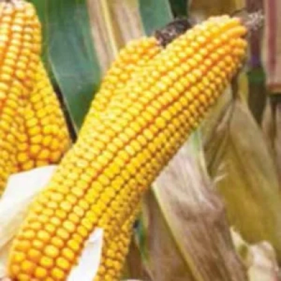 Свежие желтые початки кукурузы на фоне листьев - ТЕССАЛИ