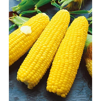 Три початка кукурузы на темном фоне - ТЕКСЕРО