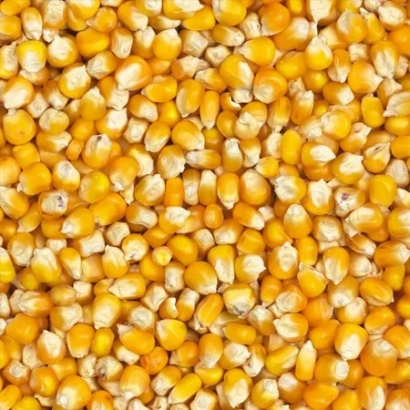 Крупный план желтых зерен кукурузы - Тигуан
