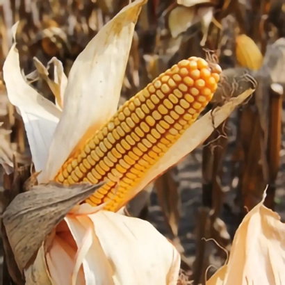 Зріла кукурудза на тлі поля - ТИРНАВІЯ