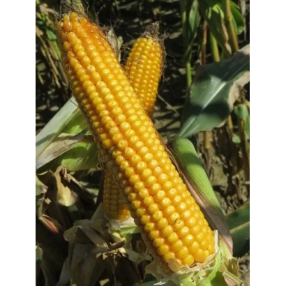 Свіжий початок кукурудзи ТК 178 на фоні листя