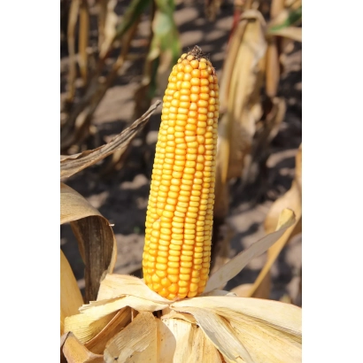 Созревшая кукуруза сорта ТК 190 на фоне поля