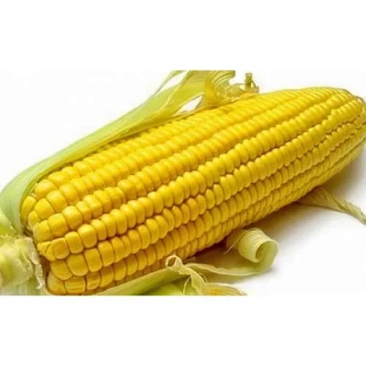 Желтая кукуруза на белом фоне - ТК202