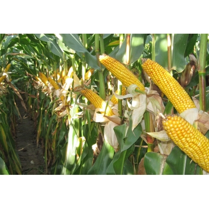 Свежие желтые початки кукурузы ТОНАЧА на фоне зеленых листьев