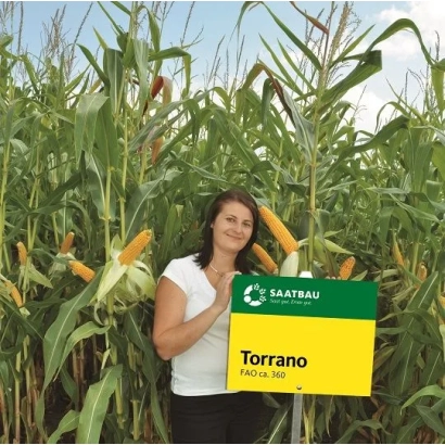 Женщина стоит в поле кукурузы с табличкой Torrano от Syngenta. - Торрано