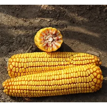 Два початка кукурузы и один разрезанный початок на земле - ТОСС 218 МВ