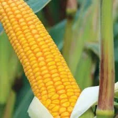 Свіжий початок кукурудзи сорту ТОСС 223 МВ на фоні листя