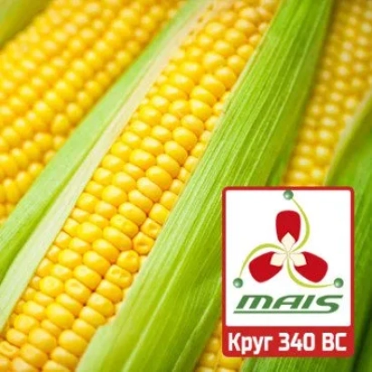 Кукуруза Круг 340 ВС на фоне початков - Трон МС