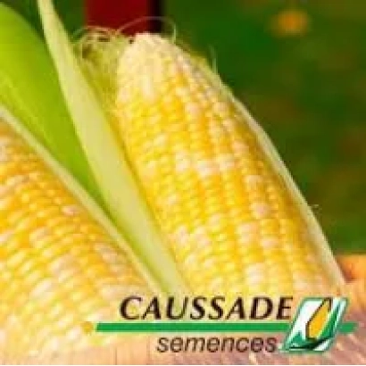 Кукуруза CAUSSADE semences - Труази Кс