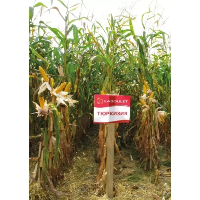 Box with text TURKIZIA in front of a cornfield