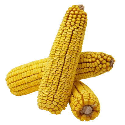 Три початка кукурузы на белом фоне - Твердыеня