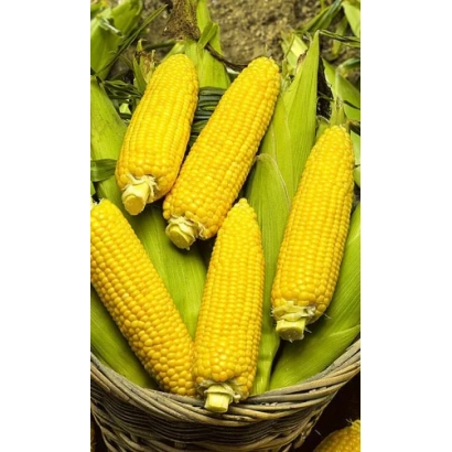 Basket of fresh corn cobs YUAAF 3613