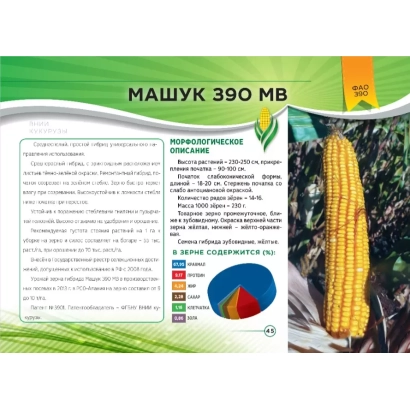 Пакет семян кукурузы Машук 390 МВ с описанием и фото початка
