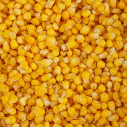 Желтые зерна кукурузы сорта УХ 002 Х УХ 003