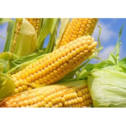 Свежая кукуруза на фоне неба - В 0949 З