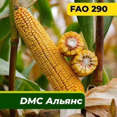 Кукурудза DMC Альянс на стеблі з FAO 290 - В 5469 З