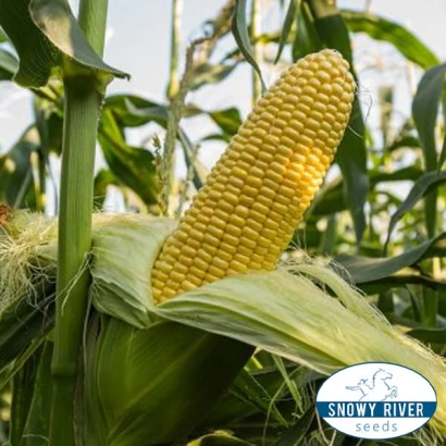 Corn Snowy River Seeds in a field setting - Corn 6759 Z