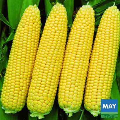 Yellow corn variety MAY on leaf background - VAGAS