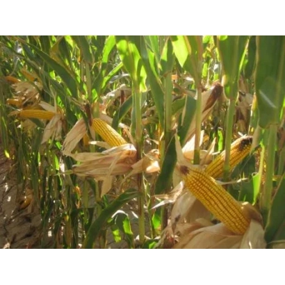 Зрелые початки кукурузы в поле - ВАСИЛЬ