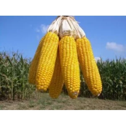 Свежие желтые початки кукурузы Веселка МВ на фоне поля