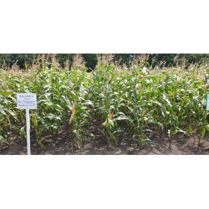 Полевая демонстрация кукурузы ВИЛОРА на фоне зеленой растительности.
