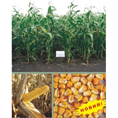 Corn Vimpel MV in field with ear and grain