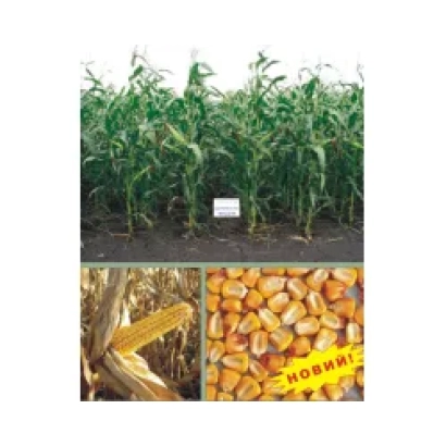 Пакет семян кукурузы Вимпел МВ с изображением початка и зерен