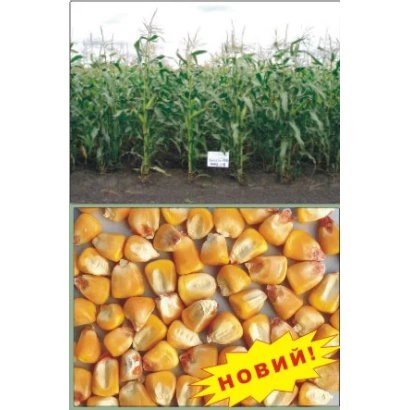 Corn cobs of variety Vityaz MV against a field background