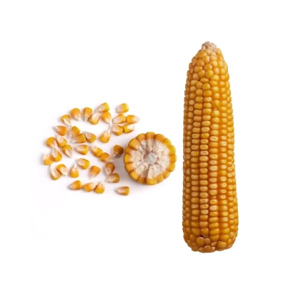 Фото кукурузы с зернами на белом фоне - ВК 147 МВ