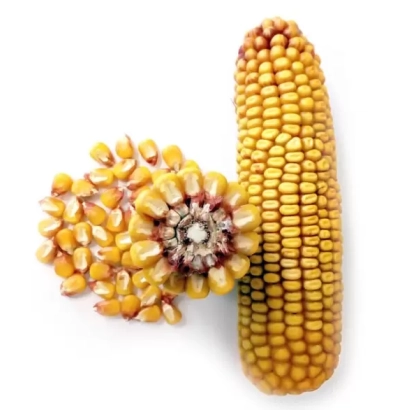 Колос кукурузы и зерна на белом фоне - ВК 153 МВ