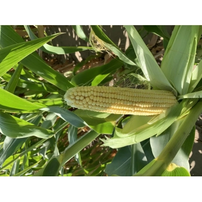 Свежий початок кукурузы ВН 2005 на растении