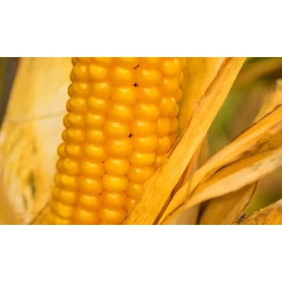 Yellow corn on a background of leaves - VN 63