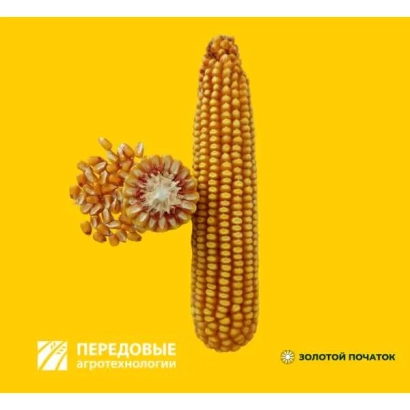 Corn VORONEZH 175 ASV on yellow background
