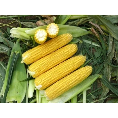 Свежая кукуруза в шелухе, включая разрезанные початки - ВОРОНЕЖСКИЙ 202 МВ