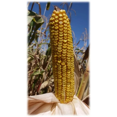 Золотой початок кукурузы на фоне листьев - ВОРОНЕЖСКИЙ 279 СВ