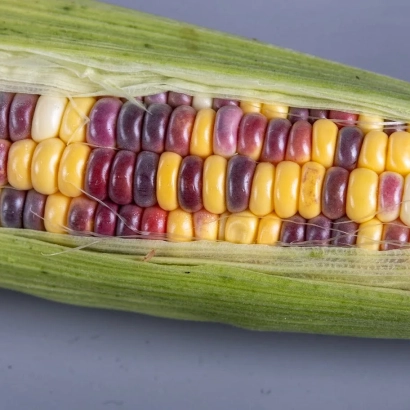 Кукуруза Викана | Вікана | Wikana