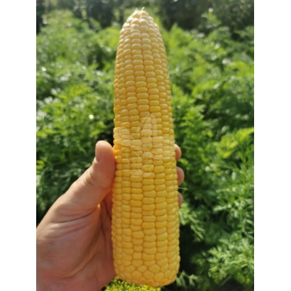 Желтая кукуруза на фоне зелени - З 1 Ц 0876