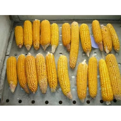 Желтые початки кукурузы Ж 2490 З на подставке