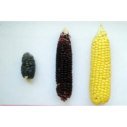 Три початка кукурузы: чёрный, тёмно-фиолетовый и жёлтый - Ж 2801 З