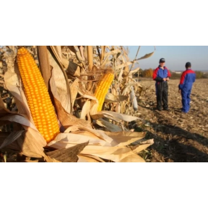 Жовта кукурудза на колосі в полі - Ж 6966 З